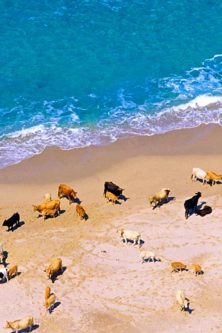 море, берег, франция, коровы