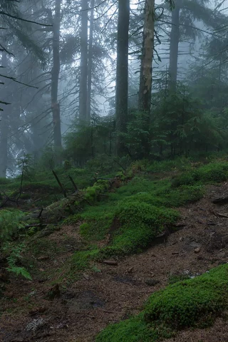 лес, туман, fog, forest, path, rays, green, nature, landscapes, trees, forest, trail, woods, leaves, fence, see, dark, summer, alexey argentum, wide