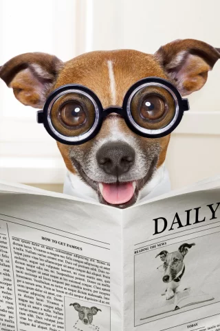собака, dog, read, daily, sun, summer, see, front, old, smile, flowers, field, sun, summer, wide