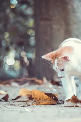 осень, кошка, кот, листья, котёнок, боке