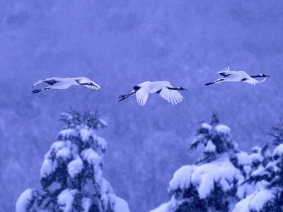 зима, снег, птицы
