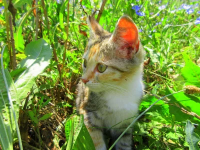 кошка, трава