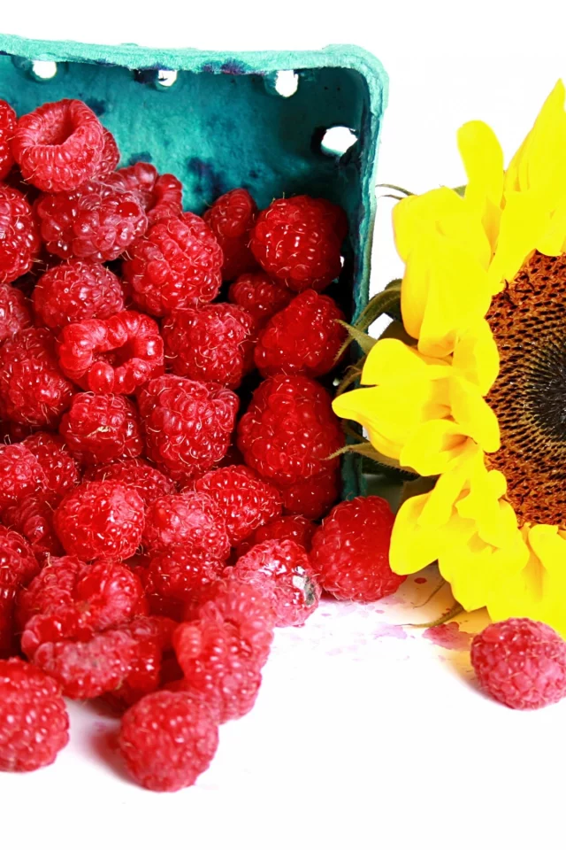 ягоды, малина, подсолнух, raspberry, sunflowers