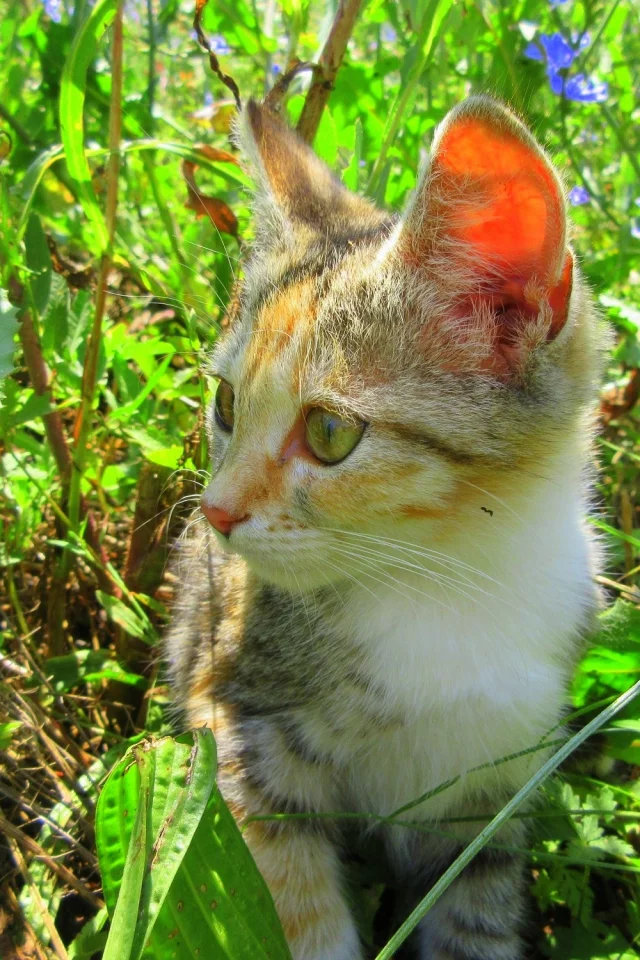 кошка, трава