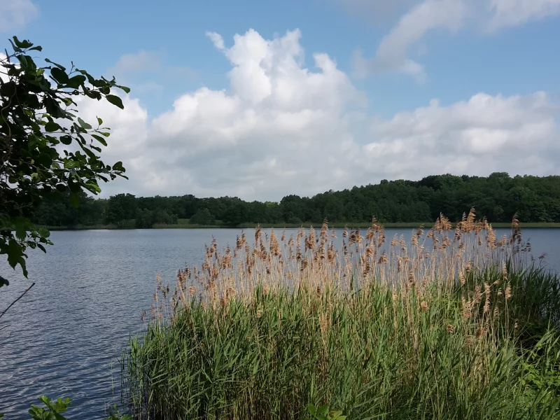 озеро, лето, вода, камыш