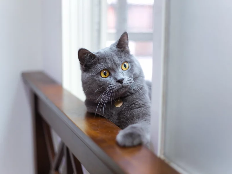 кошка, взгляд, фон