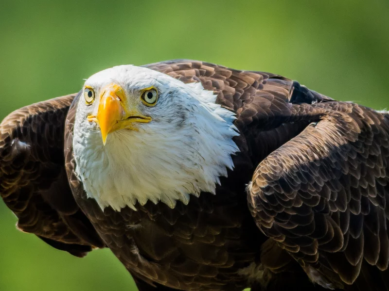 взгляд, хищник, клюв, белоголовый орлан, bald eagle