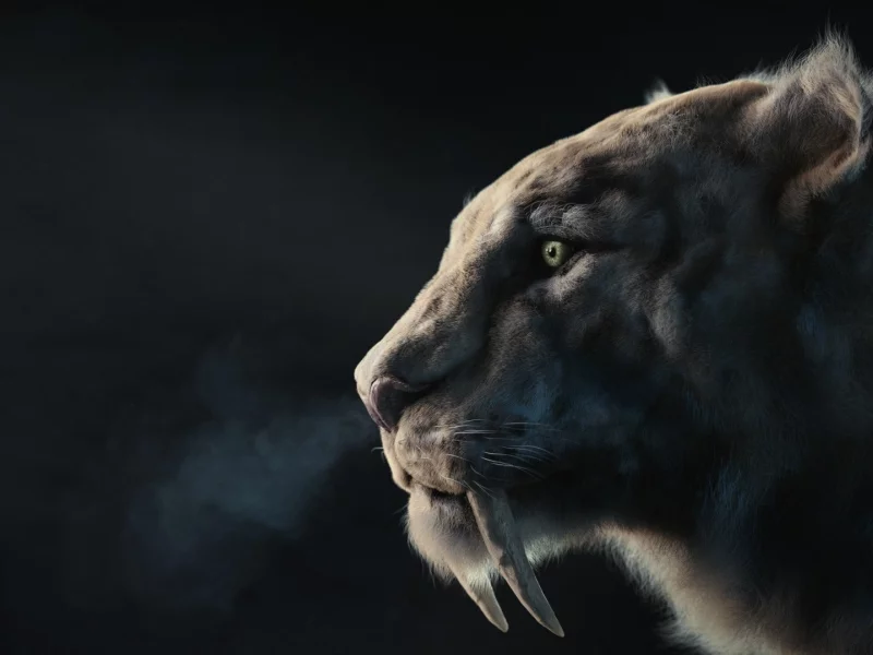 хищник, арт, клыки, зверь, sabertooth