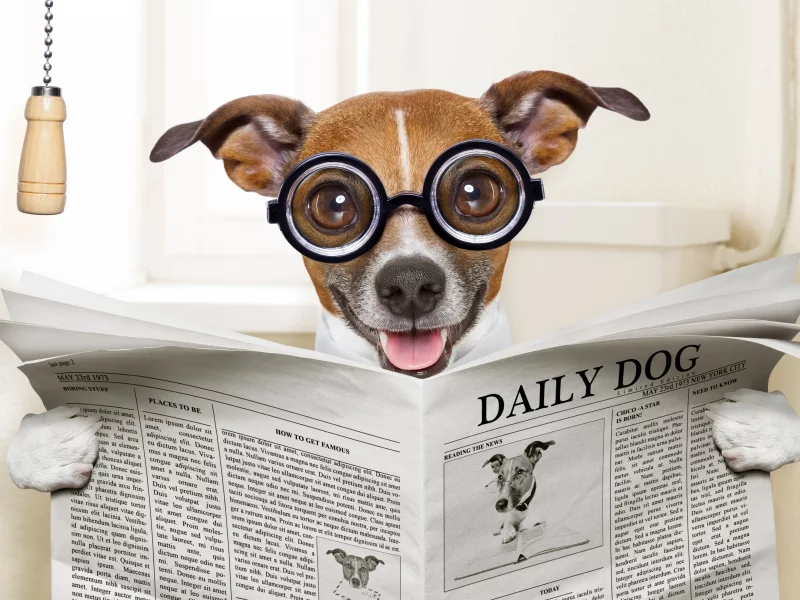 собака, dog, read, daily, sun, summer, see, front, old, smile, flowers, field, sun, summer, wide