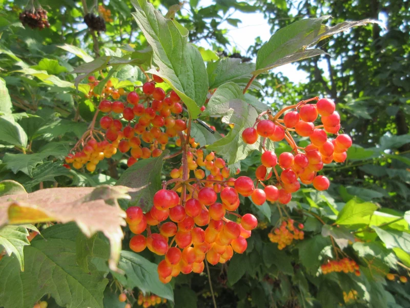 калина, листья