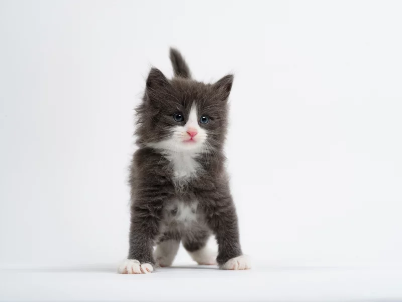 малыш, белый фон, котёнок