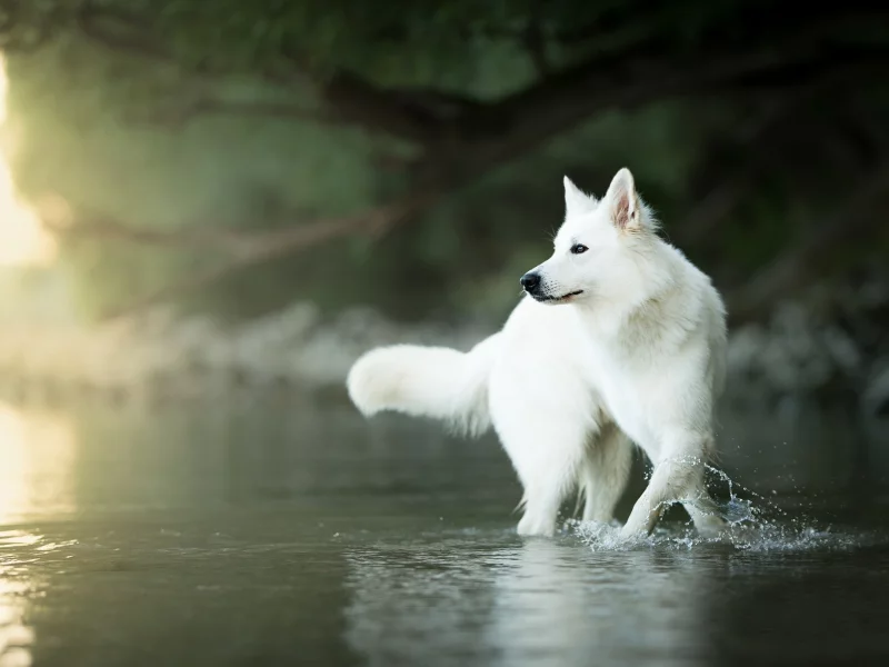 вода, собака, боке