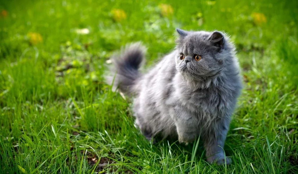 кошка, киса, кот