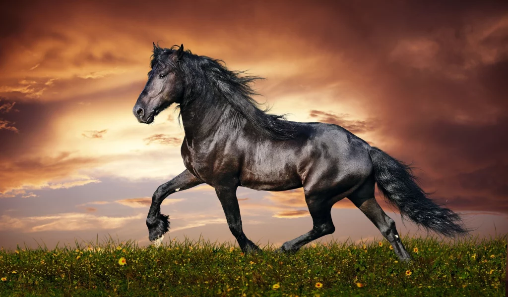 конь, жеребец, лошадь, луг, horse, stallion, horse, meadow, sun, summer, see, front, black, smile, flowers, field, sun, summer, see, nice, wide