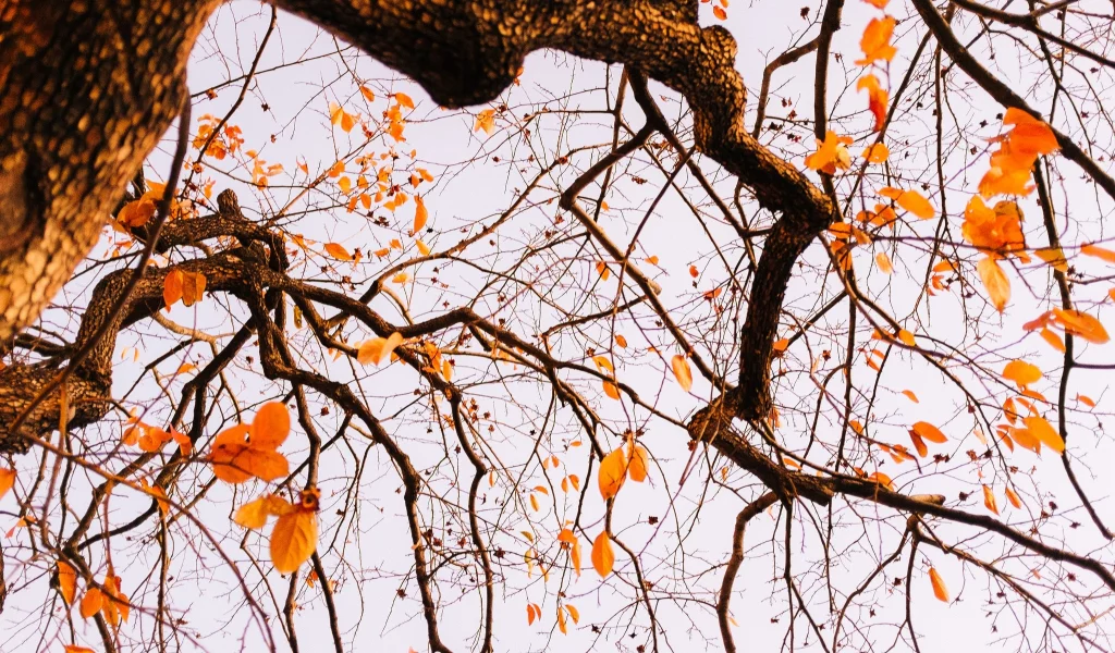 tree, autumn, leaves, branches