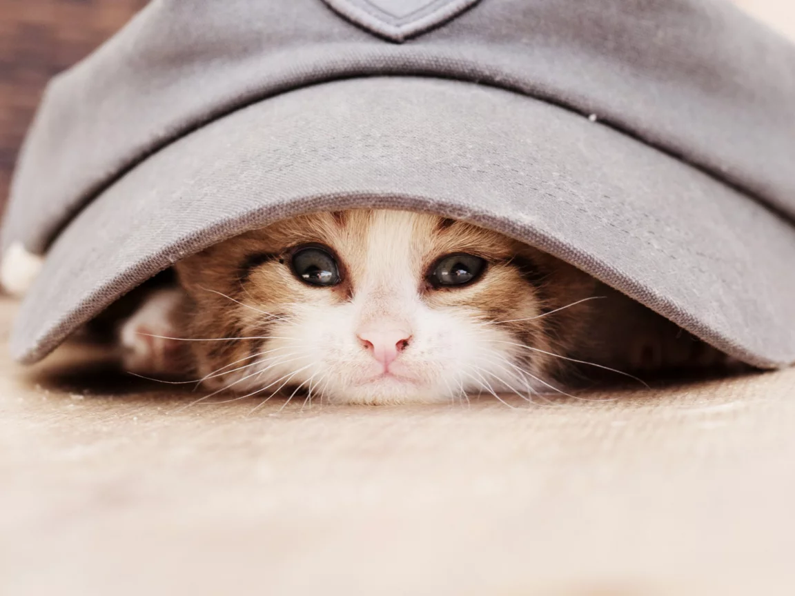 кепка, животное, взгляд, котёнок