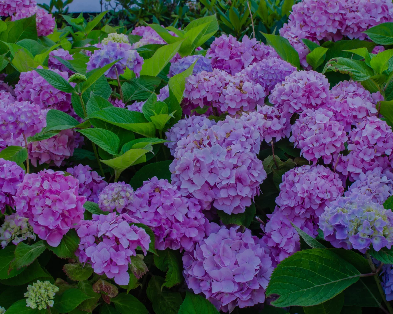 гортензия, клумба