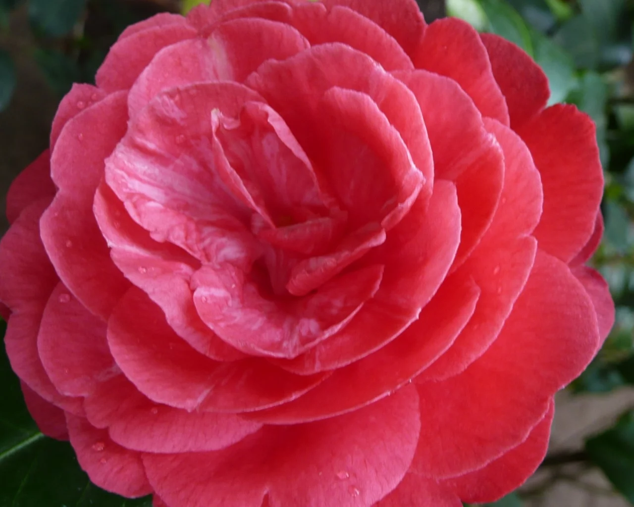 ho4hoj, camelia