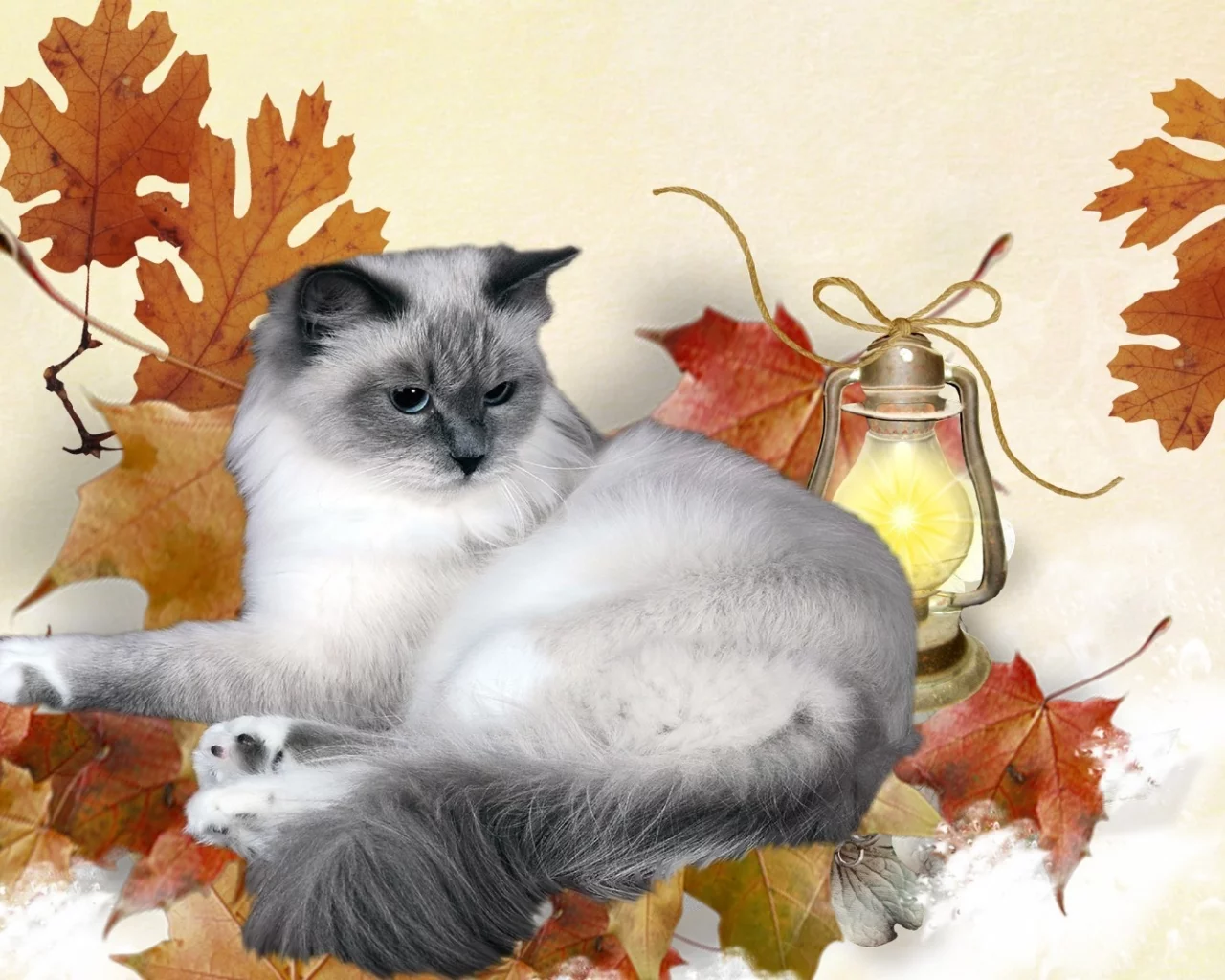 кошка, киса, кот