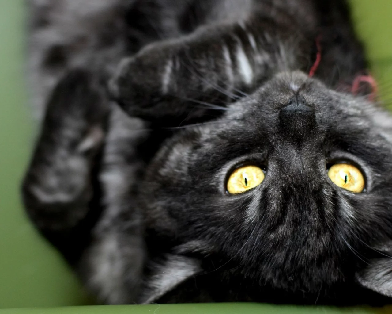 кошка, киса, кот