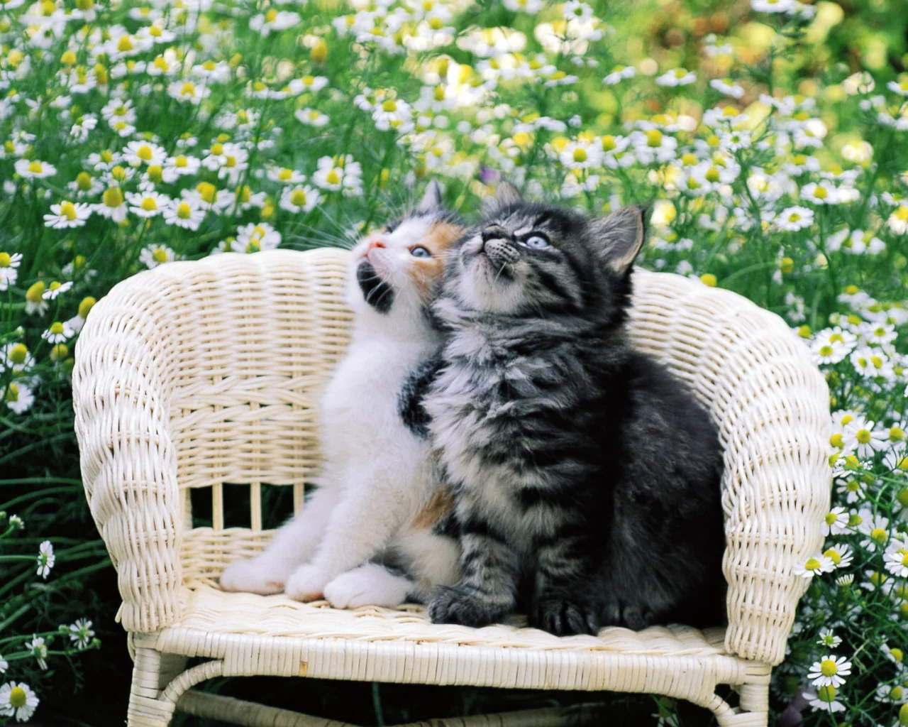 кошка, киса, кот