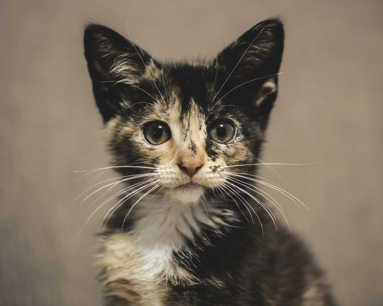 котенок, милый, взгляд