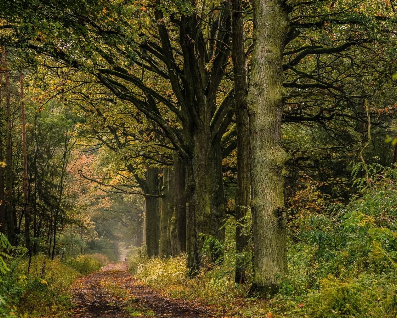лес, дорога, forest, road, trees, grass, green, fence, leaves, trees, fallen, park, green, nature, landscapes, trees, forest, trail, woods, leaves, fence, sunrise, sun, see, day, dark, summer, wide