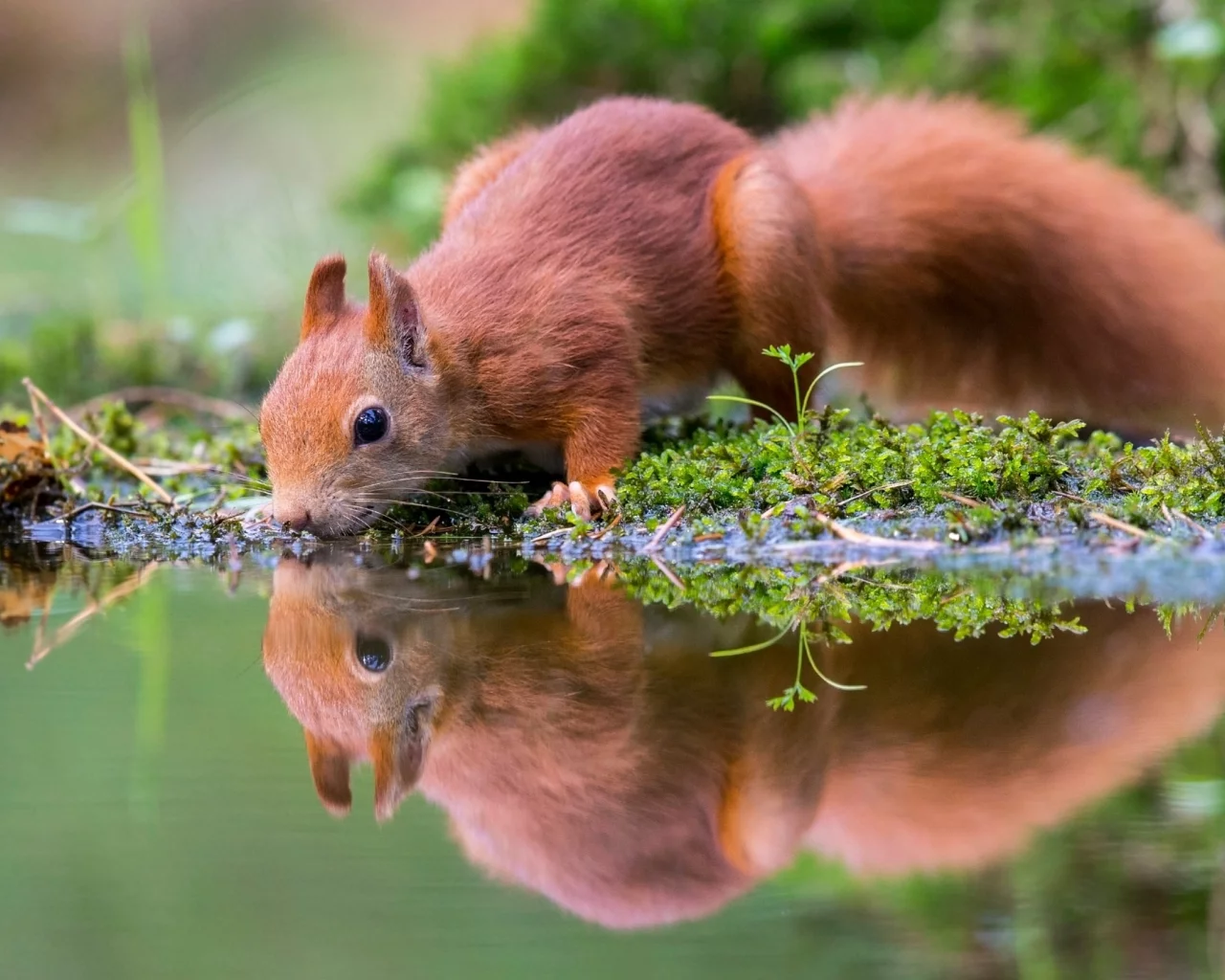 вода, мох, водоём, белка, грызун, природа, отражение, водопой, животное, зверёк