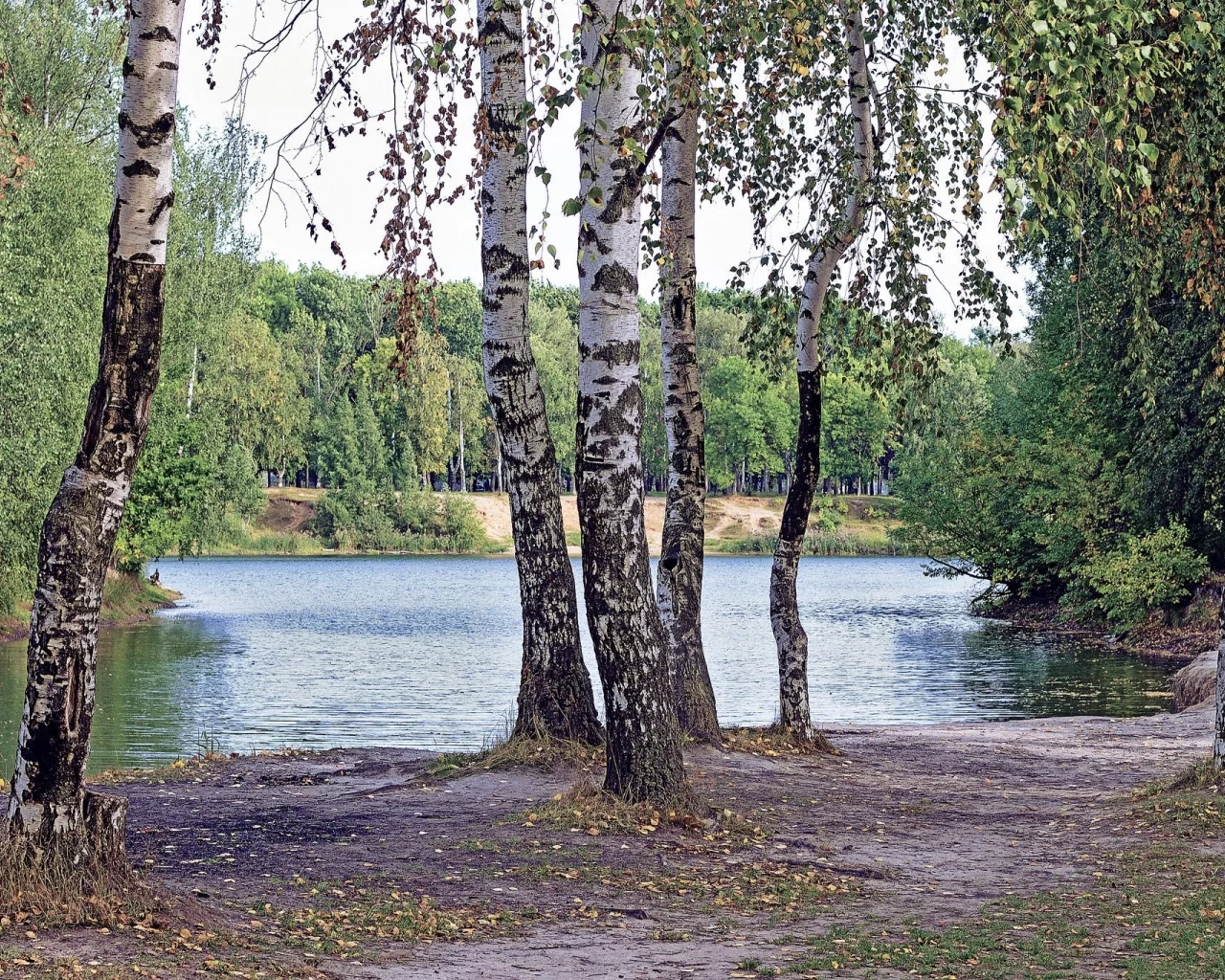 лес, берёзки, forest, birch, trees, river, sunrise, grass, green, leaves, mist, moss, day, trees, forest, fallen, park, green, nature, landscapes, trees, forest, trail, woods, leaves, sunrise, see, sun, day, summer, wide