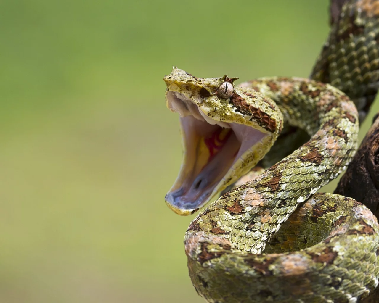 mouth, eye, branch, reptile, snakes