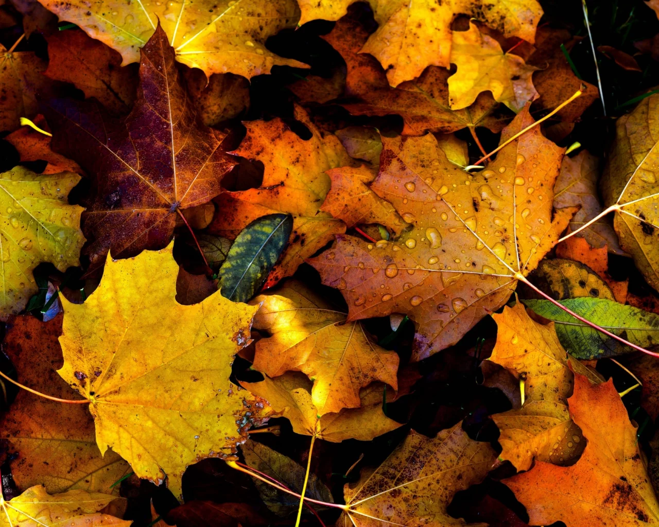 autumn, fall, drops, foliage