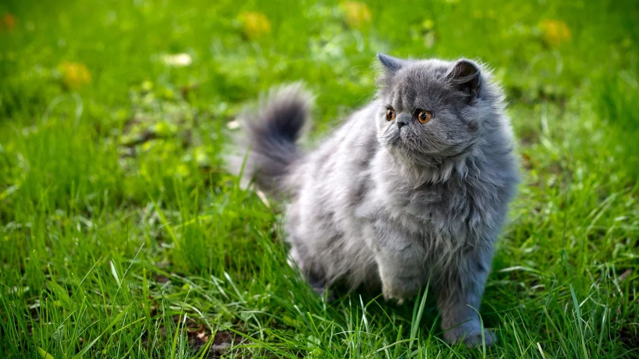кошка, киса, кот