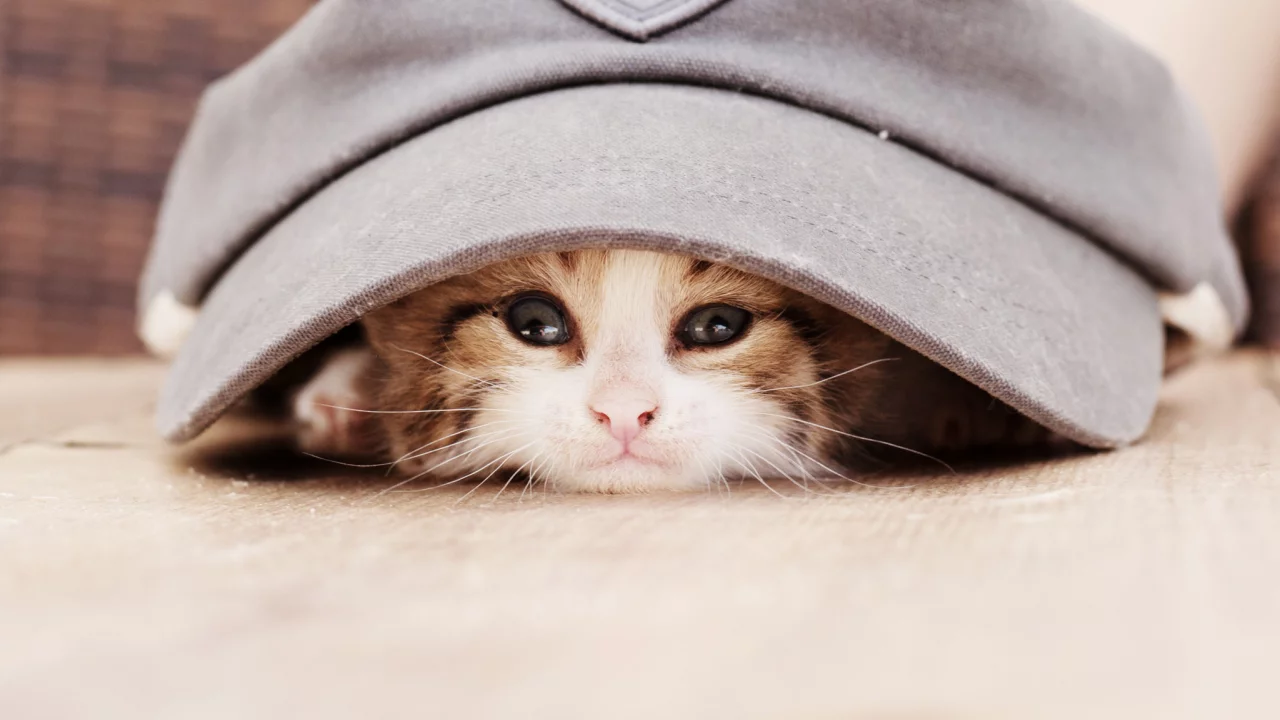 кепка, животное, взгляд, котёнок