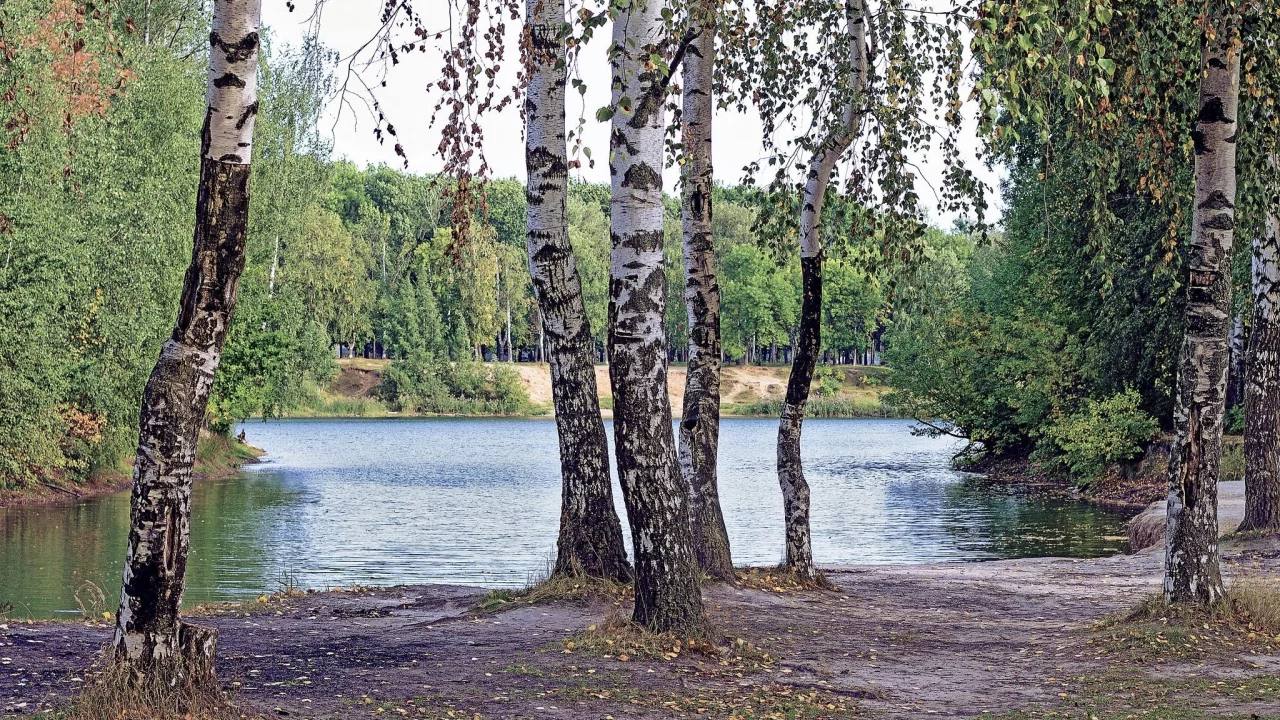 лес, берёзки, forest, birch, trees, river, sunrise, grass, green, leaves, mist, moss, day, trees, forest, fallen, park, green, nature, landscapes, trees, forest, trail, woods, leaves, sunrise, see, sun, day, summer, wide