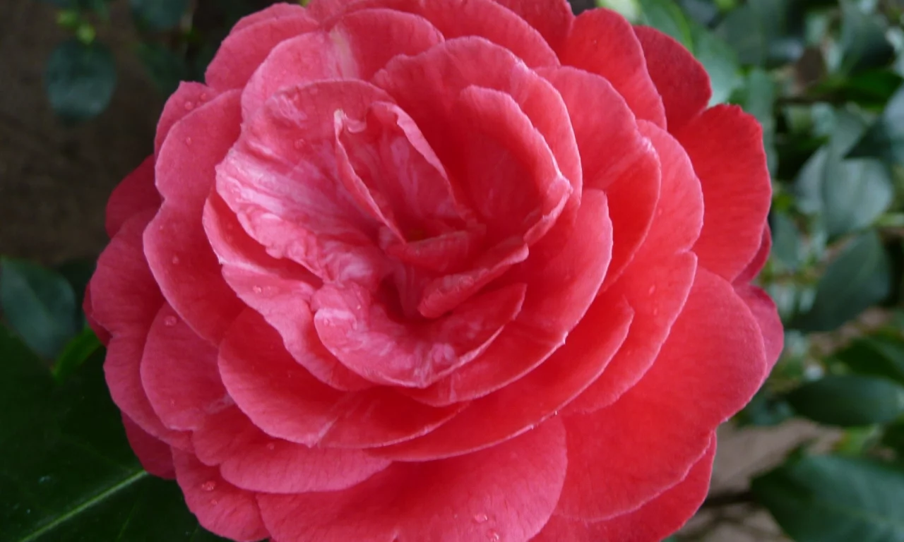ho4hoj, camelia