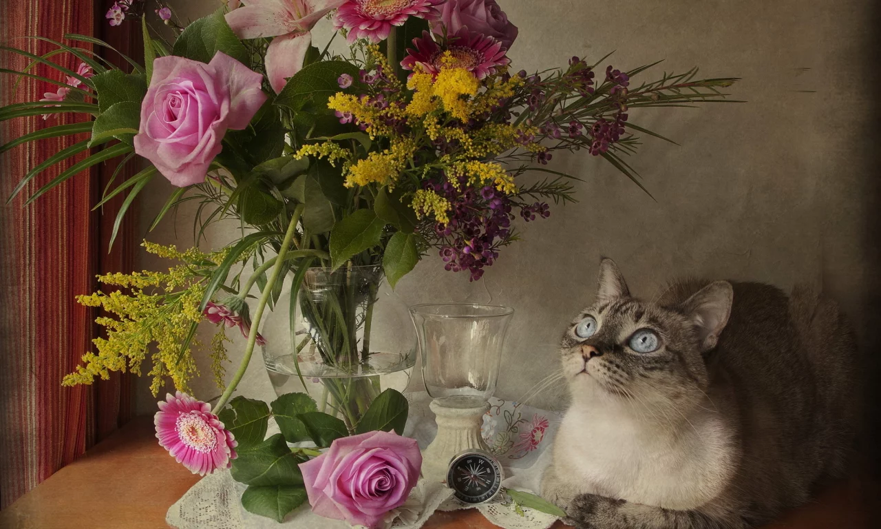 кошка, киса, кот