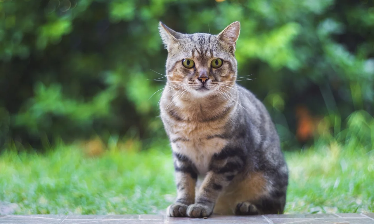 котейка, взгляд, фон