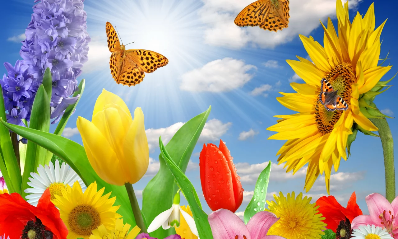 цветы, бабочки, flowers, butterflies, meadow, see, front, solar, smile, flowers, field, sun, summer, see, nice, wide