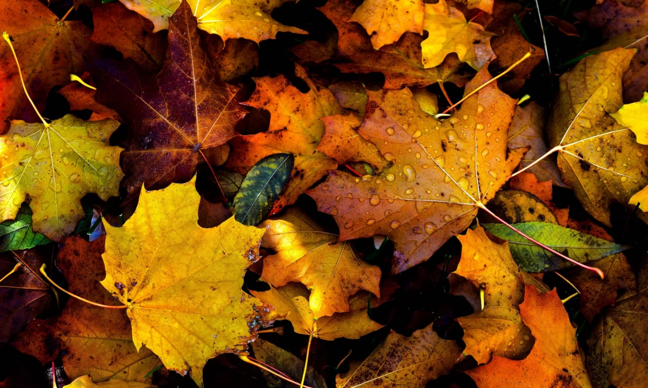 autumn, fall, drops, foliage