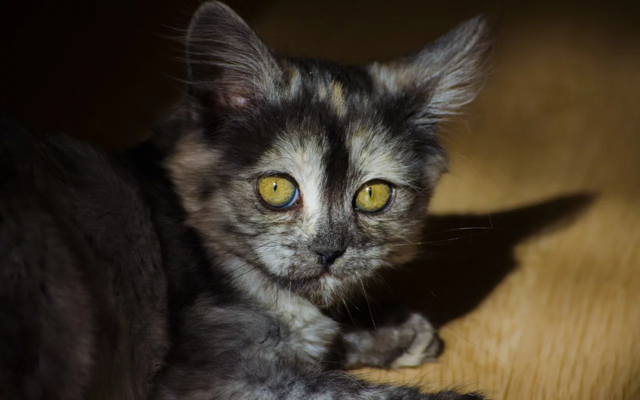 кошка, киса, кот
