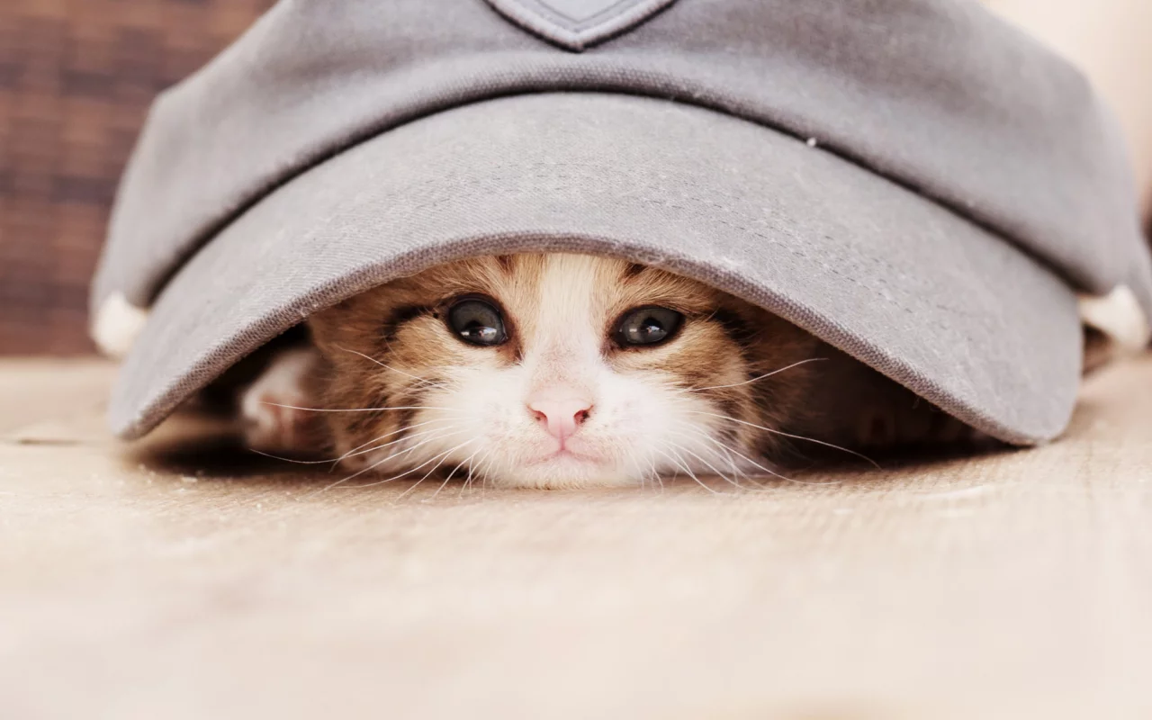 кепка, животное, взгляд, котёнок