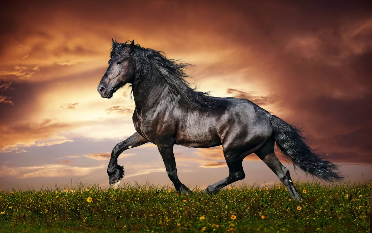 конь, жеребец, лошадь, луг, horse, stallion, horse, meadow, sun, summer, see, front, black, smile, flowers, field, sun, summer, see, nice, wide