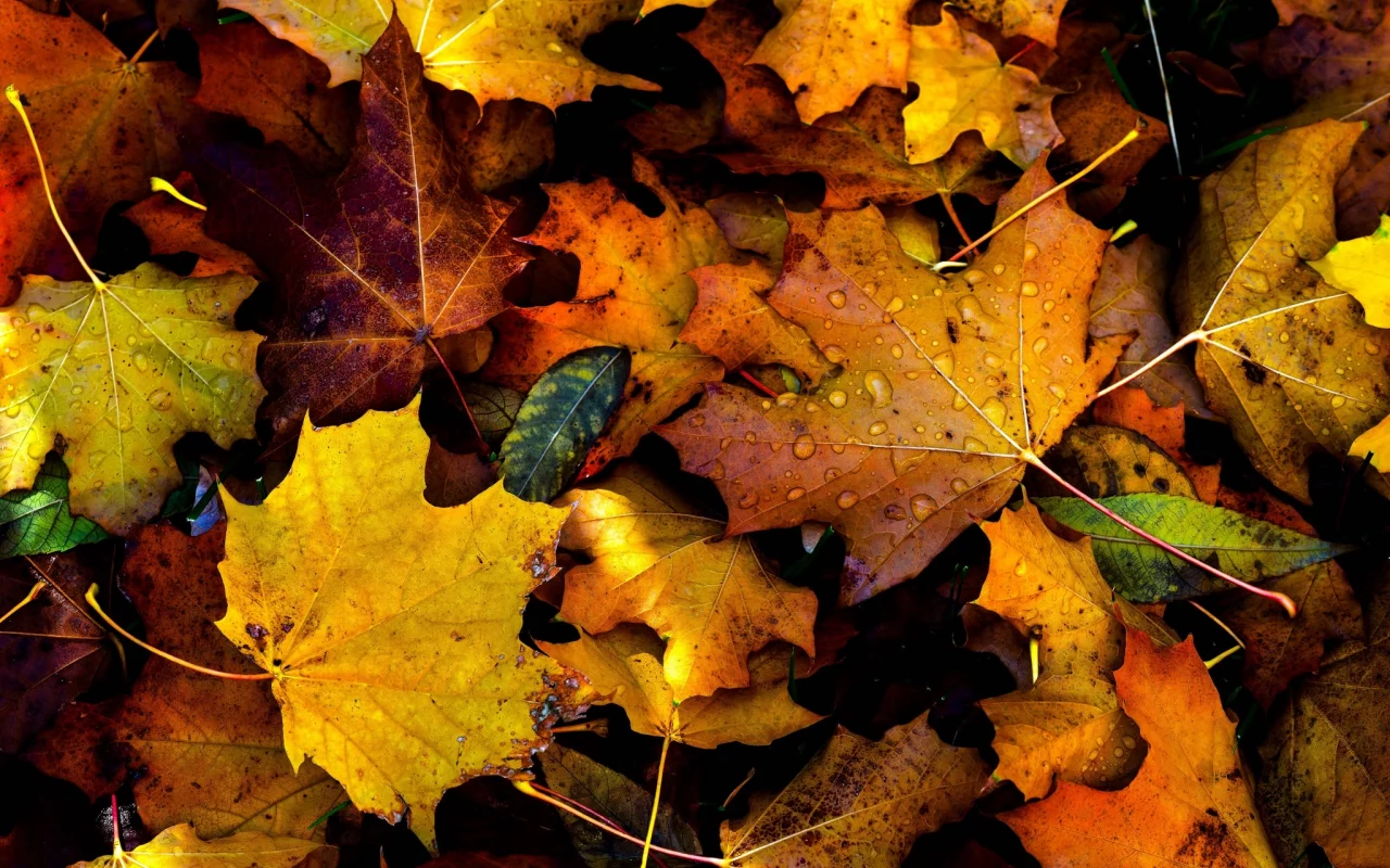 autumn, fall, drops, foliage