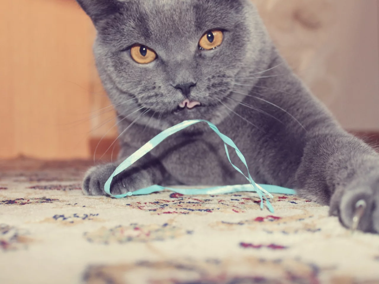 британец, играть, серый, киса, кот