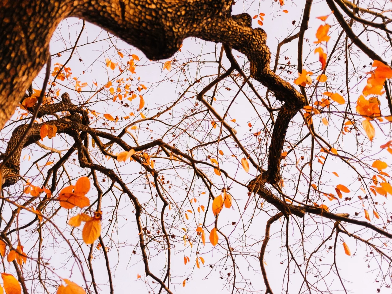 tree, autumn, leaves, branches