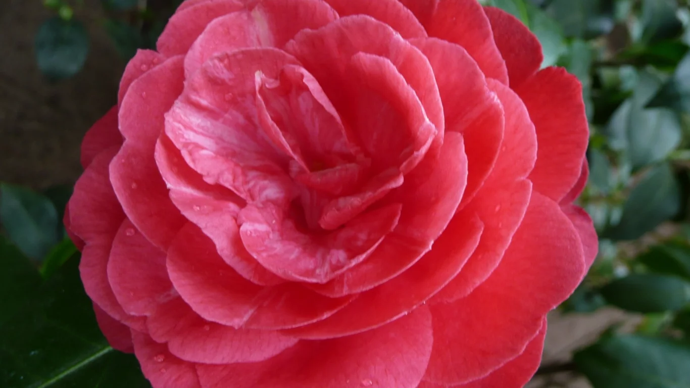 ho4hoj, camelia