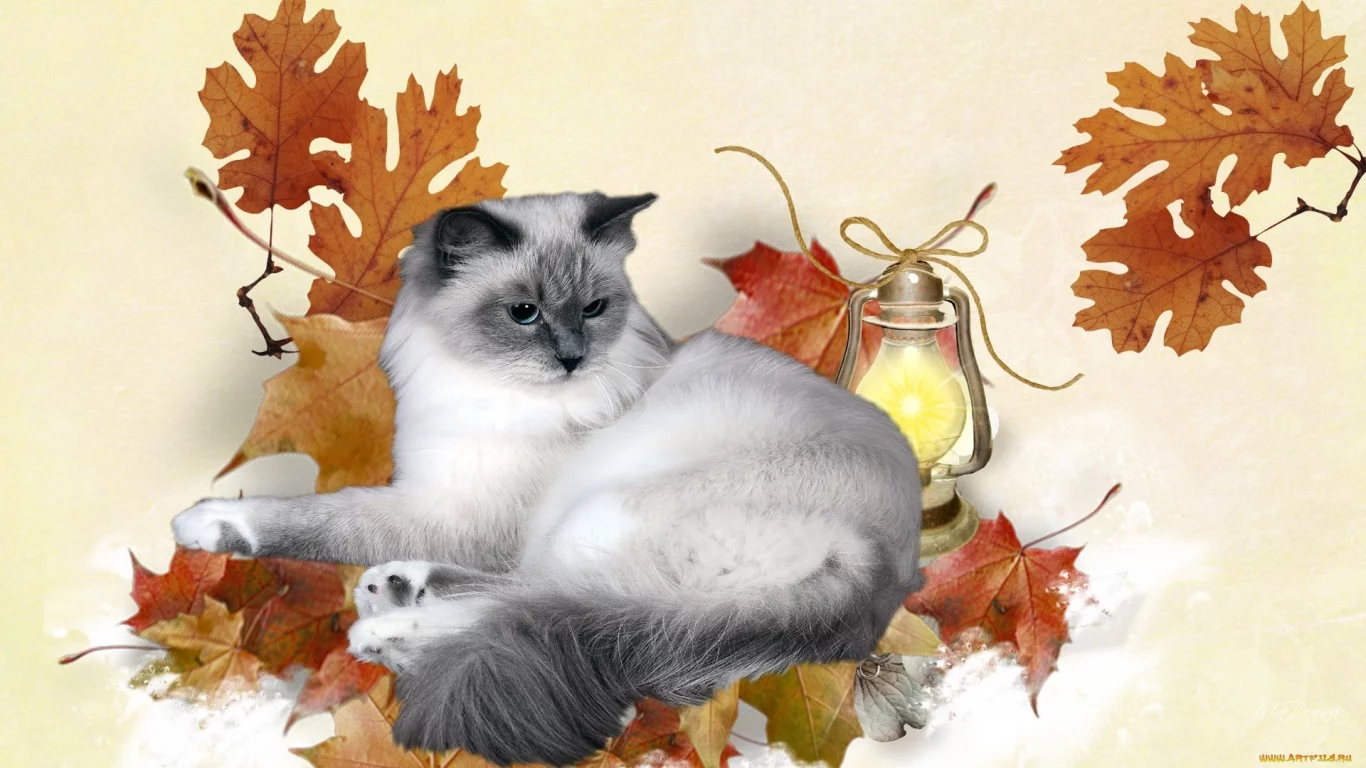 кошка, киса, кот