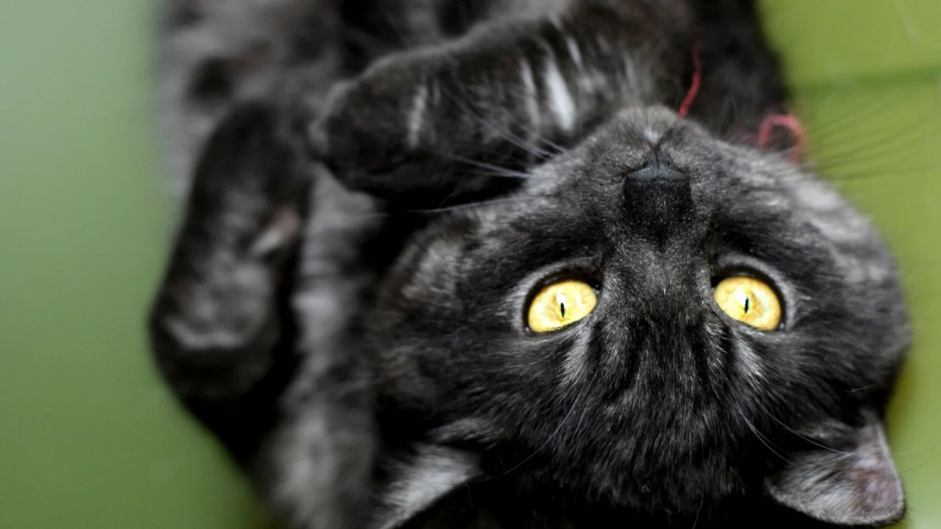 кошка, киса, кот