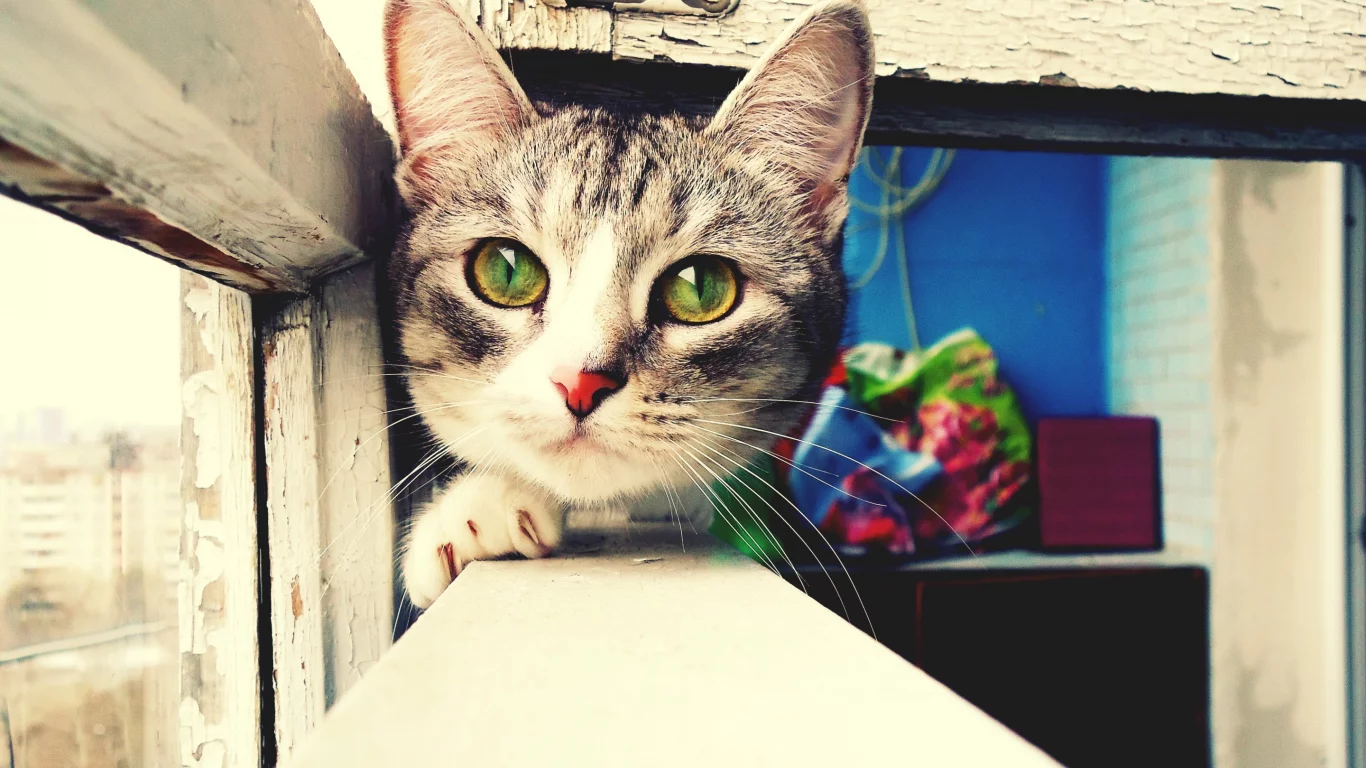 кошка, киса, кот