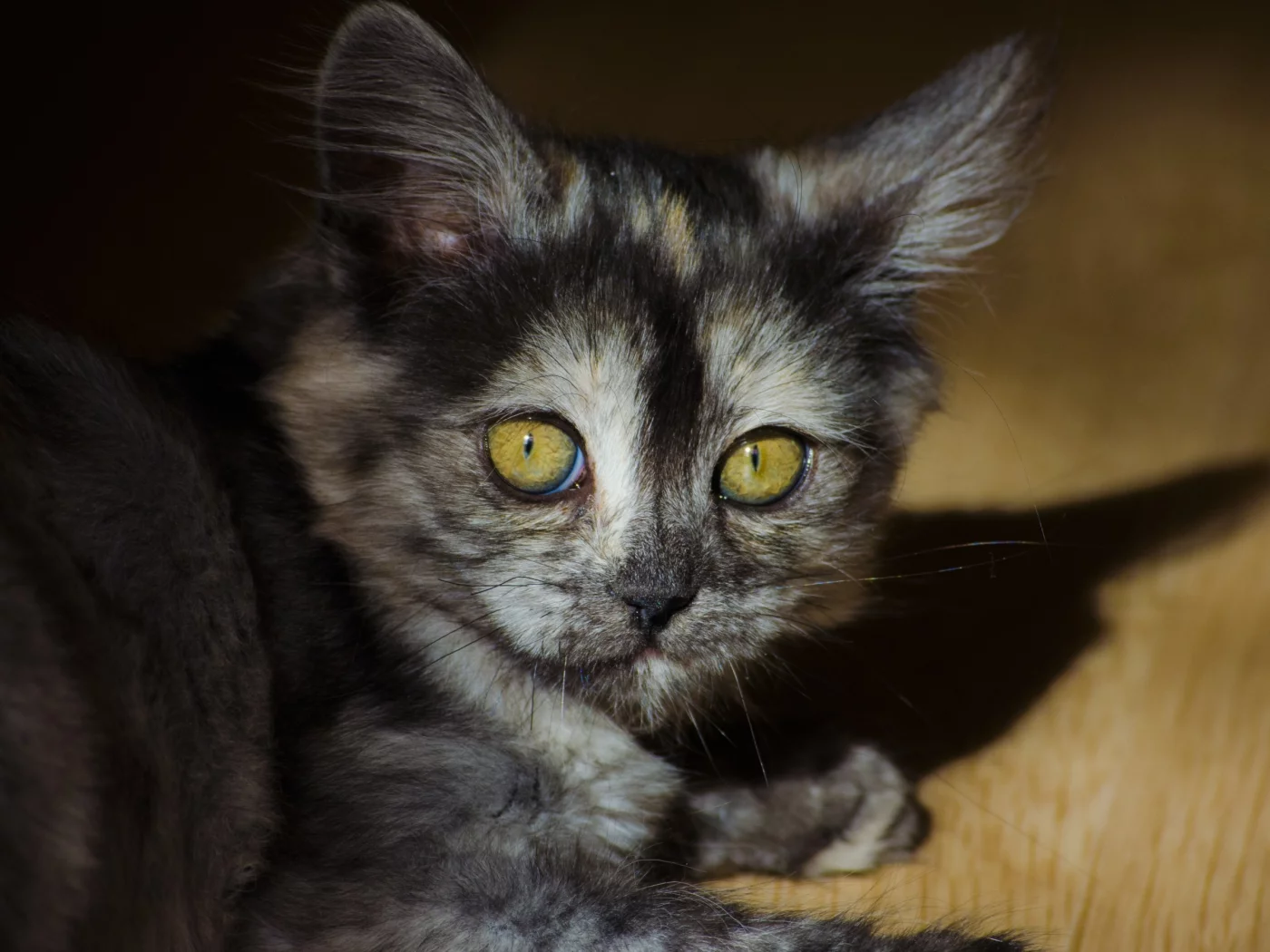 кошка, киса, кот